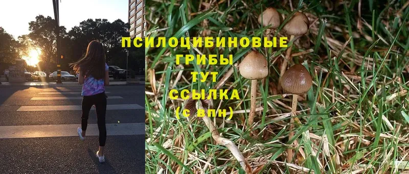 Галлюциногенные грибы Psilocybine cubensis  Лангепас 